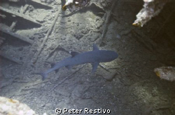 Hawaii Wreck of the San Pedro  White tips shark with hook... by Peter Restivo 